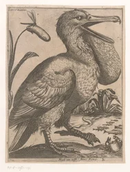 Wasservogel