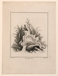 Wappenschild, aus "Recueil Nouveau de Differens Cartouche"