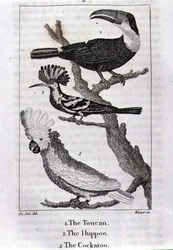 Der Tukan, der Wiedehopf und der Kakadu, aus „A History of the Earth and Animated Nature“ von Oliver Goldsmith, veröffentlicht in London
