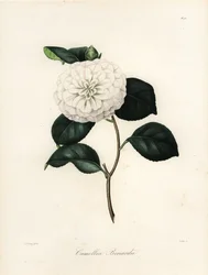 Camellia japonica Sorte, Camellia bonardii oder Camellia bonnardii