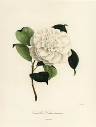 Kamelie japonica Sorte, Camellia delicatissima