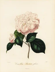 Camellia japonica Sorte, Camellia punctata plena