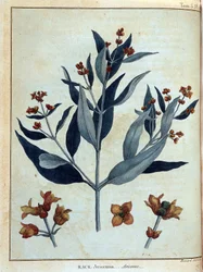 Rack, Avicenne - in „Reise nach Nubien und Abessinien unternommen, um die Quellen des Nils zu entdecken in den Jahren 1768 bis 1772“, von James Bruce, Bd. 1, Paris