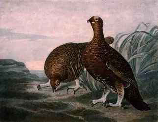 Moorhuhn, Platte 8 von British Feather Game, gestochen von Charles Turner, veröffentlicht von R. Ackermann, ca. 1810