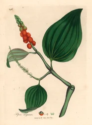 Schwarzer Pfeffer, Piper nigrum, aus einer botanischen Illustration von James Sowerby aus William Woodville und Sir William Jackson Hooker