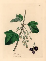 Schwarze Johannisbeere, aus einer botanischen Illustration von James Sowerby aus William Woodville und Sir William Jackson Hooker
