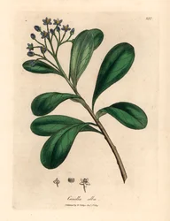 Blau blühende, lorbeerblättrige Canella, Canella alba, Canella winterana, aus einer botanischen Illustration von James Sowerby aus William Woodville und Sir William Jackson Hooker