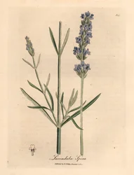 Blau blühender Lavendel, Lavandula spica, aus einer botanischen Illustration von James Sowerby aus William Woodville und Sir William Jackson Hooker
