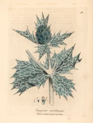 Blau blühender Meeresdistel, Eryngium maritinum, aus einer botanischen Illustration von James Sowerby aus William Woodville und Sir William Jackson Hooker