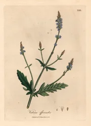 Blau blühender Eisenkraut, Verbena officinalis, aus einer botanischen Illustration von James Sowerby aus William Woodville und Sir William Jackson Hooker