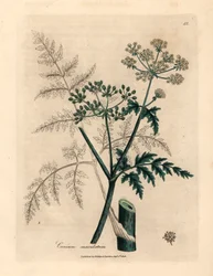 Blätter und Blüten des Schierlings, Conium maculatum, aus einer botanischen Illustration von James Sowerby aus William Woodville und Sir William Jackson Hooker