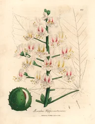 Rosa Blüte und Frucht der Rosskastanie, Aesculus hippocastanum, aus einer botanischen Illustration von James Sowerby aus William Woodville und Sir William Jackson Hooker