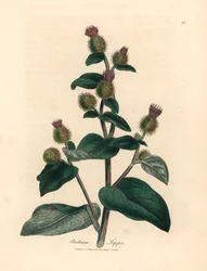 Purpurblühende Klette, Arctium lappa, aus einer botanischen Illustration von James Sowerby aus William Woodville und Sir William Jackson Hooker