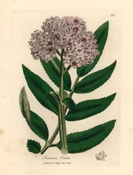 Purpurblühender Zwerg-Holunder, Sambucus ebulus, aus einer botanischen Illustration von James Sowerby aus William Woodville und Sir William Jackson Hooker