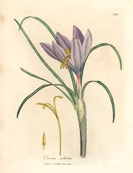 Safrankrokus, Crocus sativus, aus einer botanischen Illustration von James Sowerby aus William Woodville und Sir William Jackson Hooker