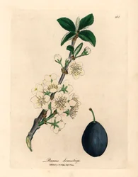 Weiße Blüte und Frucht des Pflaumen- oder Zwetschgenbaums, Prunus domestica, aus einer botanischen Illustration von James Sowerby aus William Woodville und Sir William Jackson Hooker