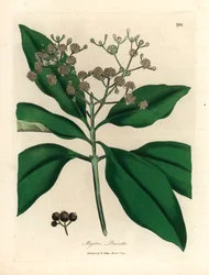 Weiß blühender Pimentbaum, Myrtus pimenta, aus einer botanischen Illustration von James Sowerby aus William Woodville und Sir William Jackson Hooker