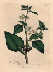 Weißblütiger Garten-Nachtschatten mit schwarzen Beeren, Solanum nigrum, nach einer botanischen Illustration von James Sowerby aus William Woodvilles und Sir William Jackson Hookers "Medizinische Botanik" 1832
