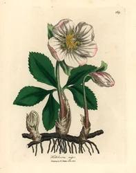 Weiß blühender schwarzer Nieswurz oder Christrose, Helleborus niger, aus einer botanischen Illustration von James Sowerby aus William Woodville und Sir William Jackson Hooker