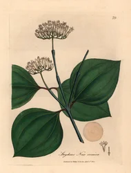 Brechnuss mit weißen Blüten, Strychnos nux vomica, aus einer botanischen Illustration von James Sowerby aus William Woodville und Sir William Jackson Hooker