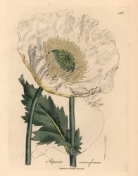 Weißer Mohn, Papaver somniferum, aus einer botanischen Illustration von James Sowerby aus William Woodville und Sir William Jackson Hooker