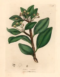 Winterrinde, Wintera aromatica, Drimys winteri, aus einer botanischen Illustration von James Sowerby aus William Woodville und Sir William Jackson Hooker