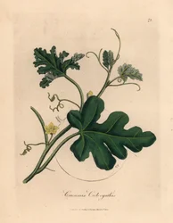 Gelb blühende Bittergurke, Cucumis colocynthis, aus einer botanischen Illustration von James Sowerby aus William Woodville und Sir William Jackson Hooker