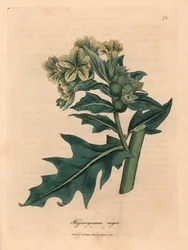 Gelbblütiges Schwarzes Bilsenkraut, Hyoscyamus niger, nach einer botanischen Illustration von James Sowerby aus William Woodvilles und Sir William Jackson Hookers "Medizinische Botanik" 1832