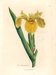 Gelbe Schwertlilie, Iris pseudocorus, aus einer botanischen Illustration von James Sowerby aus William Woodville und Sir William Jackson Hooker