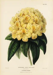 Goldener Rhododendron, Rhodendron aureum magniflorum