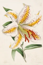 Lilie, aus „The Floral Magazine“, 1861-71