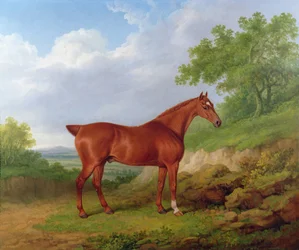 Kastanienbrauner Jäger in einer Landschaft