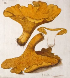 Pfifferling