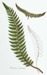 "Polipodium aculeatum", jetzt Polystichum achuleatum, ein häufiger Farn in feuchten Wäldern in den Britischen Inseln, aus "Filices Brittanicae; eine Geschichte der britischen echten Farne", 1785