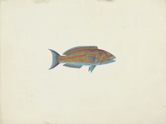 Ein Fisch, El Hudderi Imbo