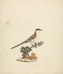 Bienenkuckuck