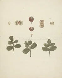 Commiphora gileadensis (L.) C. Chr. (Balsam von Gilead, Opobalsam): fertige Zeichnung von Früchten, zerlegten Früchten und Blättern