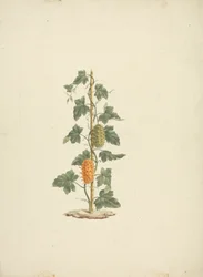 Cucumis metuliferus Naud (Wilde Gurke): fertige Zeichnung