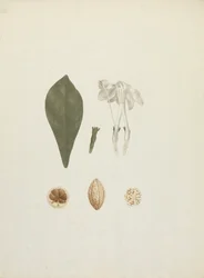 Gardenia ternifolia Schum. & Thonn. (Jovis-Tonantis): fertige Zeichnung mit zusätzlichen Details der Frucht