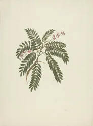 Millettia ferruginea (Hochst) Baker: fertige Zeichnung