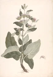 Phlomis herba-venti L.: fertige Zeichnung