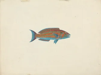 Unidentifizierter Fisch