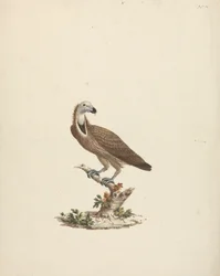 Geier