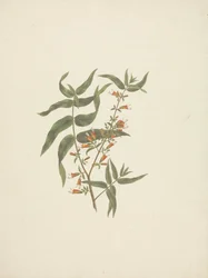 Woodfordia uniflora (A. Rich.) Koehne: fertige Zeichnung eines blühenden Triebs