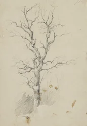Baum