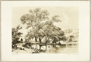 Gemeine Weide, aus Der Park und der Wald