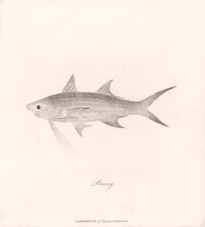 Binny