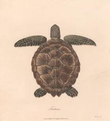 Schildkröte