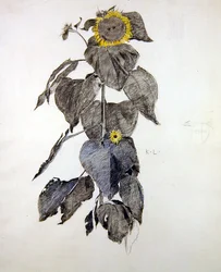 Sonnenblumen