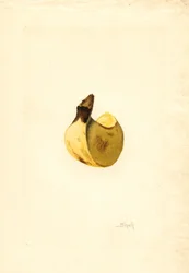 Banane (Musa)